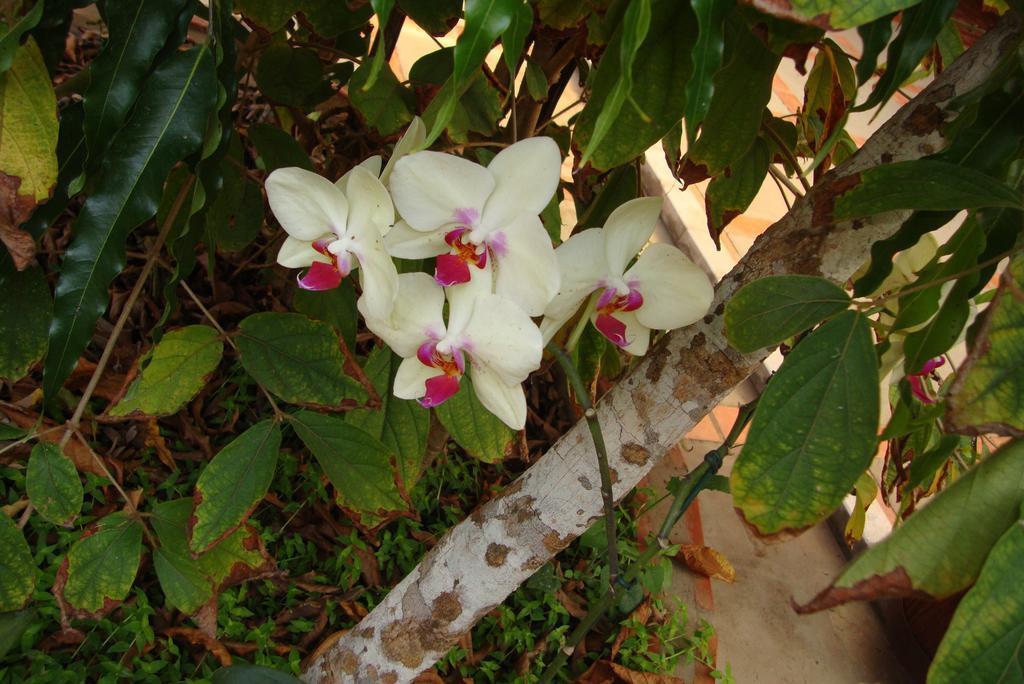 Pousada Diamante Bonito  Eksteriør bilde